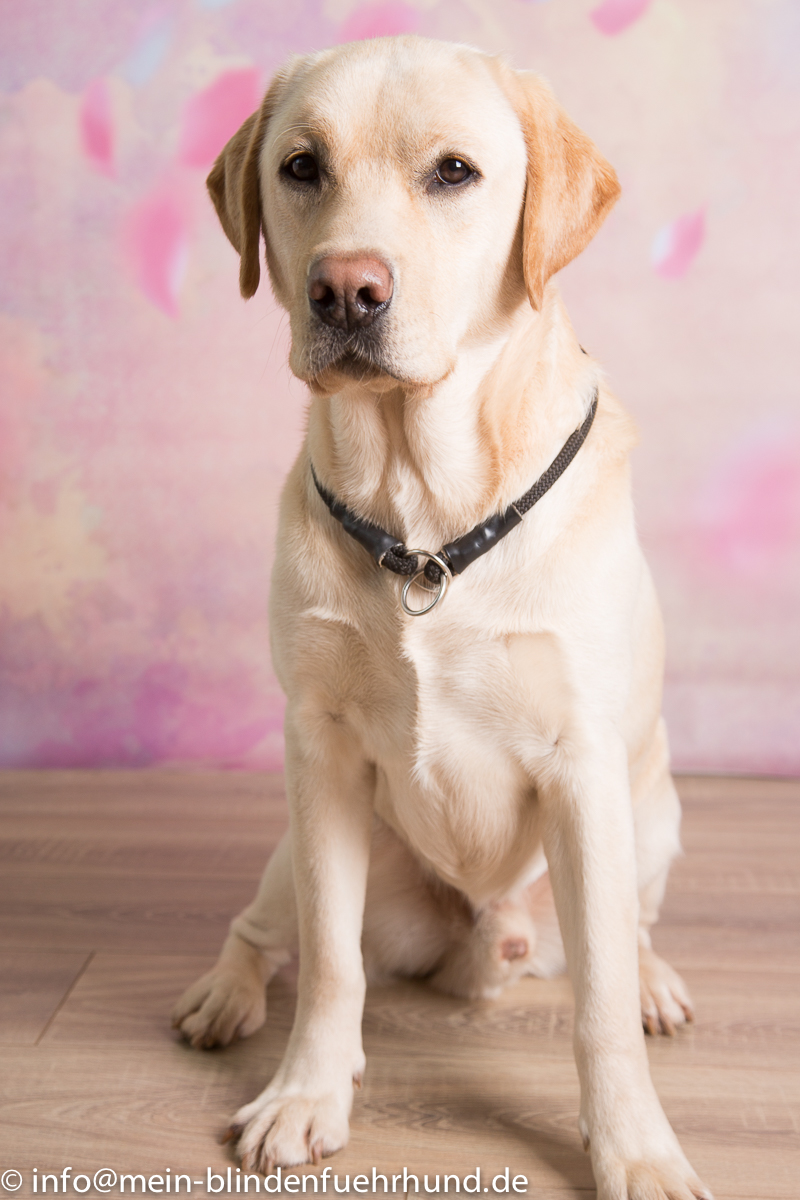 gelber Labrador, Ganzkörper, sitzt im Studio