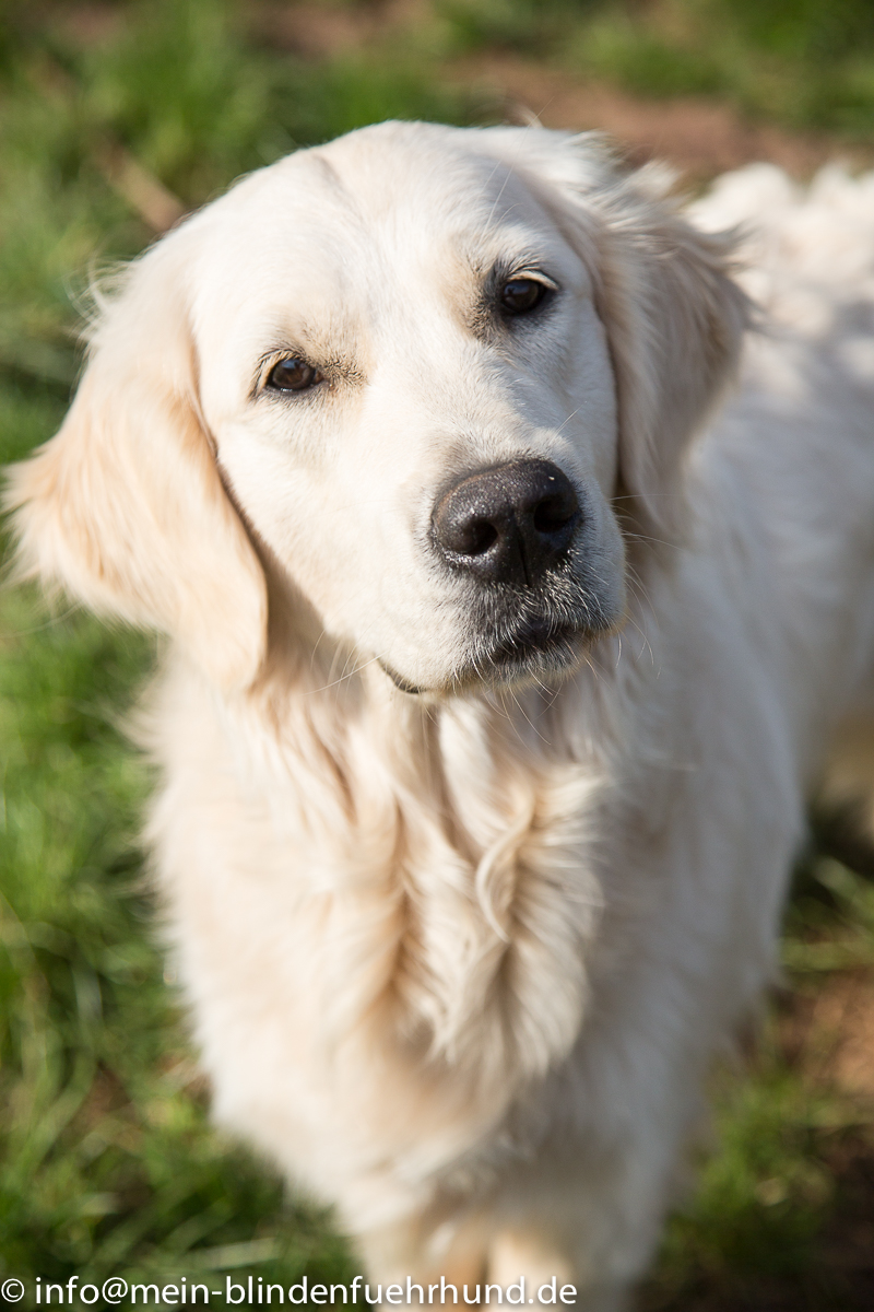 helle Golden retriever Hündin, Büste, vor Wiese, schaut dich an