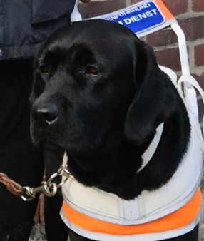 Schwarze Labrador Hündin, Kopfbild, im Führgeschirr