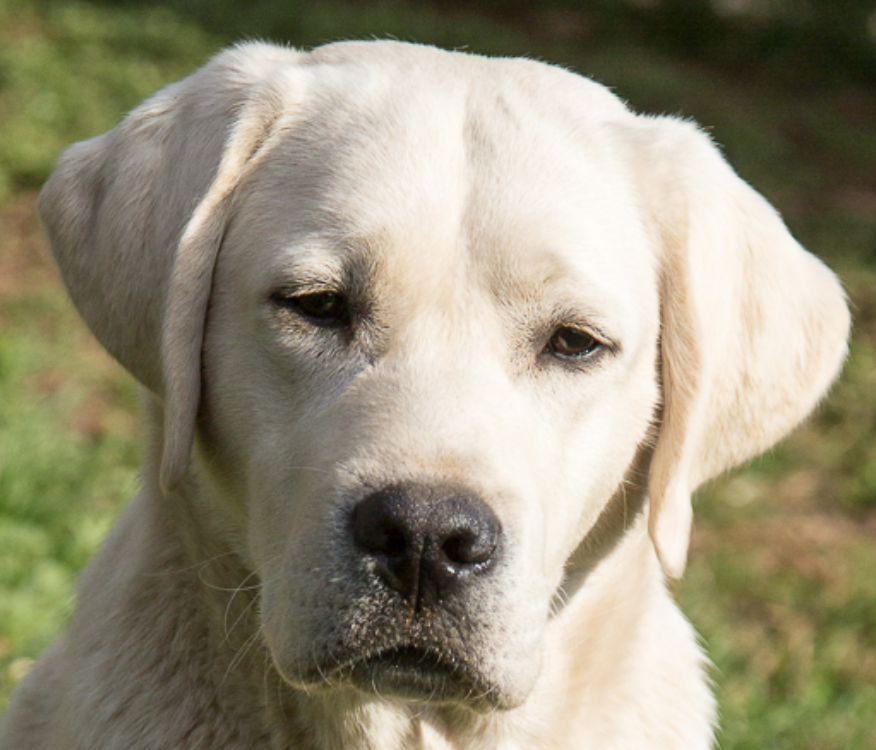 gelber Labrador, Kopfbild, schaut dich an