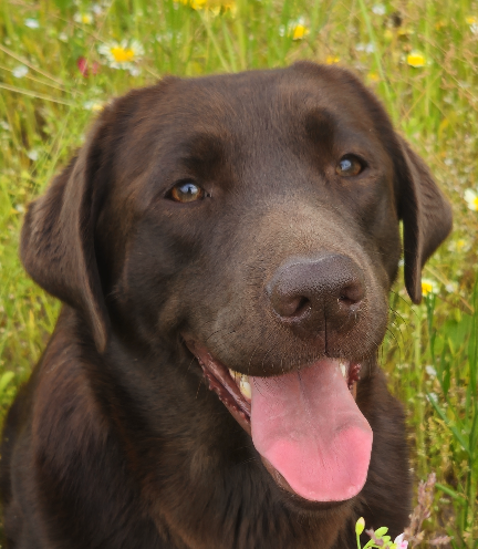 braune Labrador Hündin, Büste, vor Blumenwiese