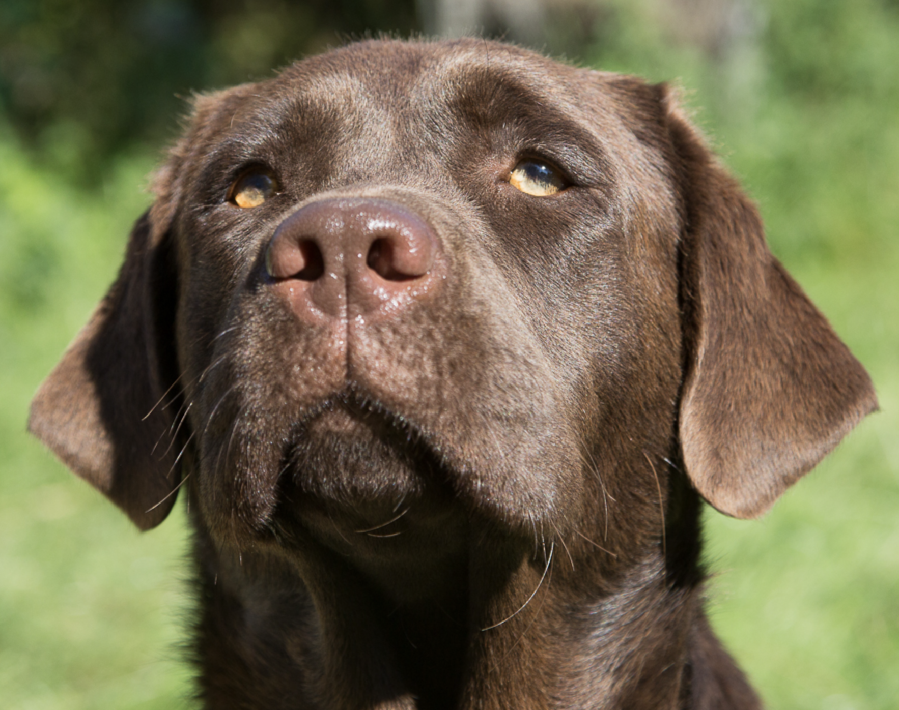 braune Labrador Hündin, Kopfbild