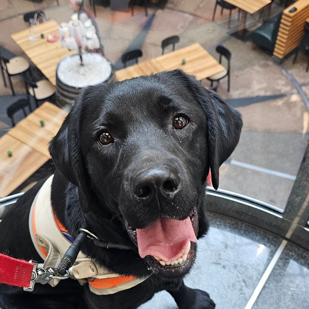 schwarzer Labrador im Führbügel sitzt im Glasaufzug