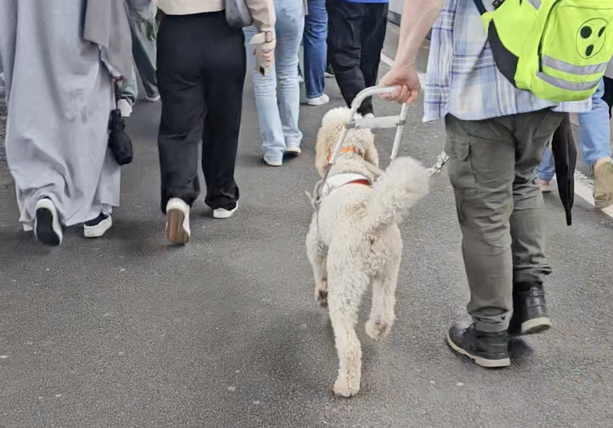 weißer Pudel mit Mensch am Führbügel läuft durch Menschenmenge
