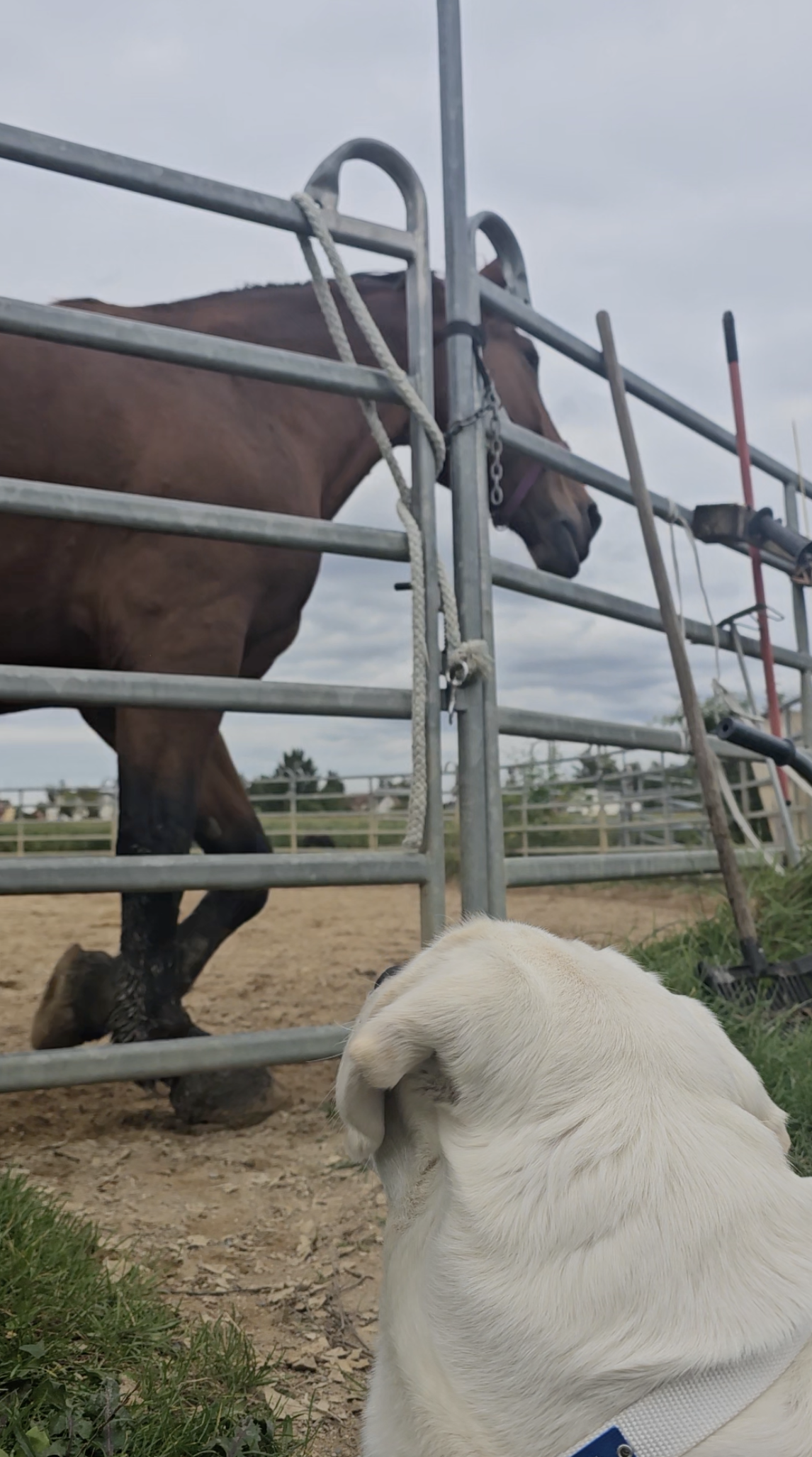 gelber Labrador liegt vor Paddock in dem ein großes braunes Pferd vorbei trabt