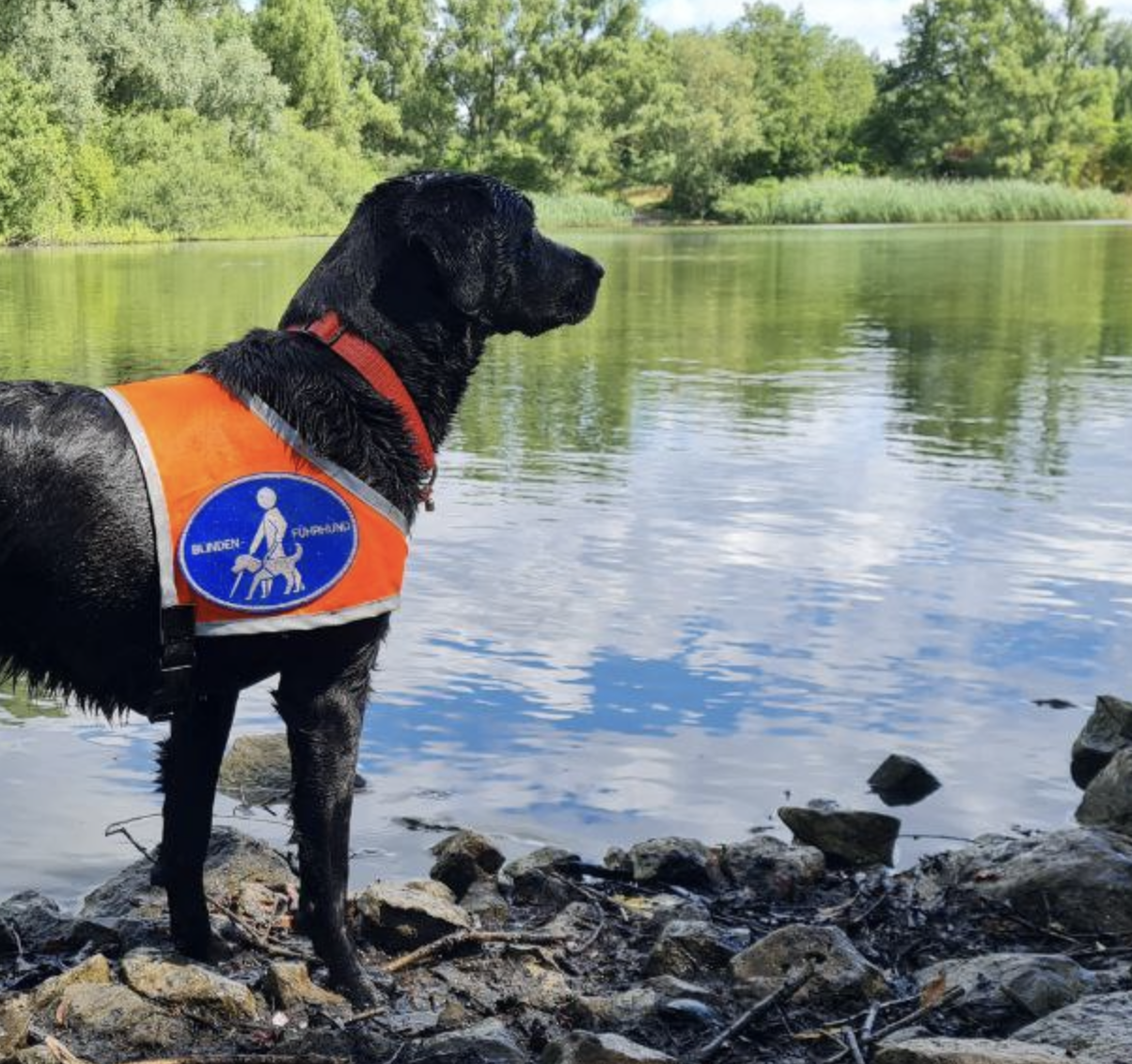 schwarze Labrador Hündin mit Kenndecke steht an einem See