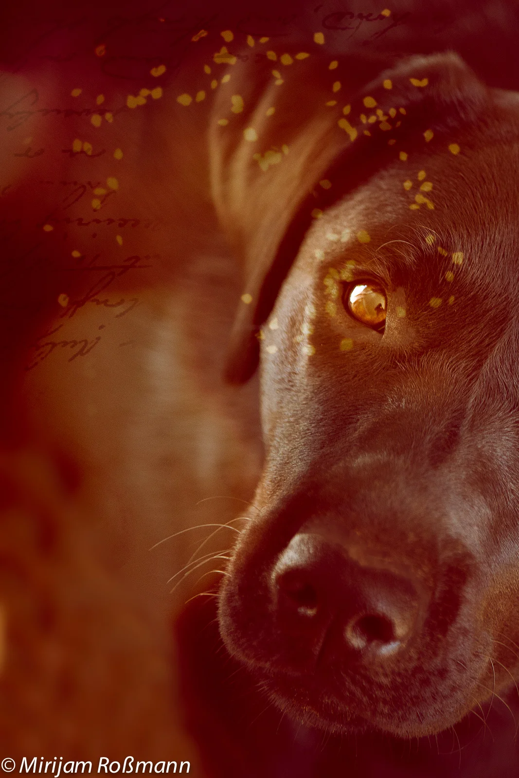 Im Kreis drehender Glitzer um ein güldenes Hundeauge