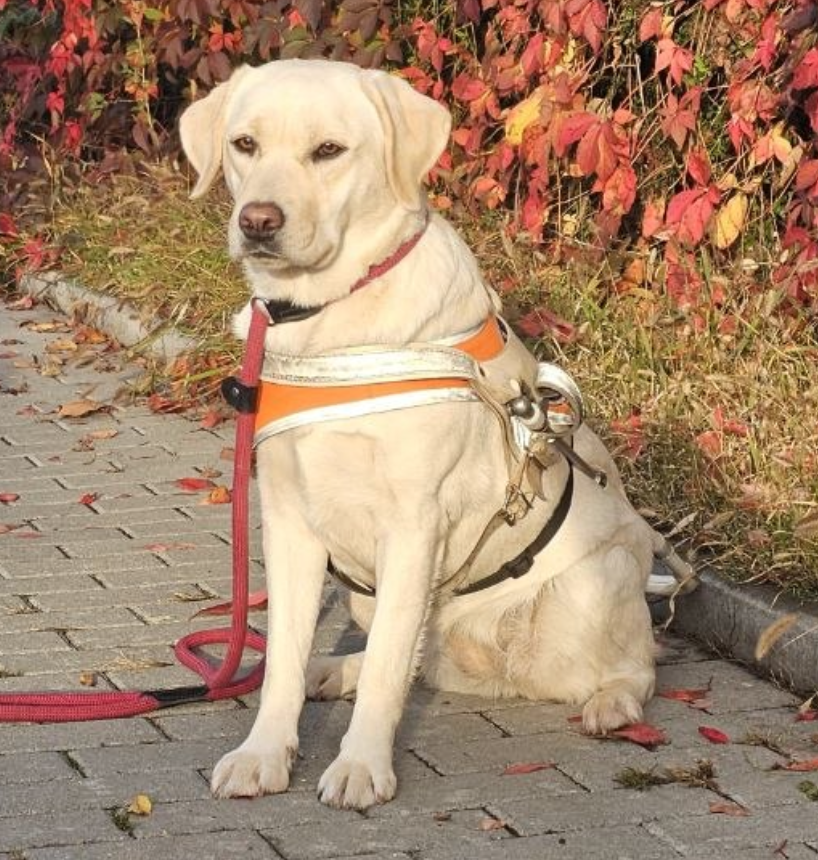 hellgelbe Labrador Hündin mit Führbügel sitzt vor rotem Weinlaub