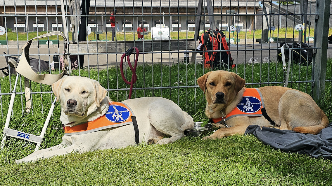 2 gelbe Labradore mit Kenndecke liegen vor dem Biathlon Schießstand