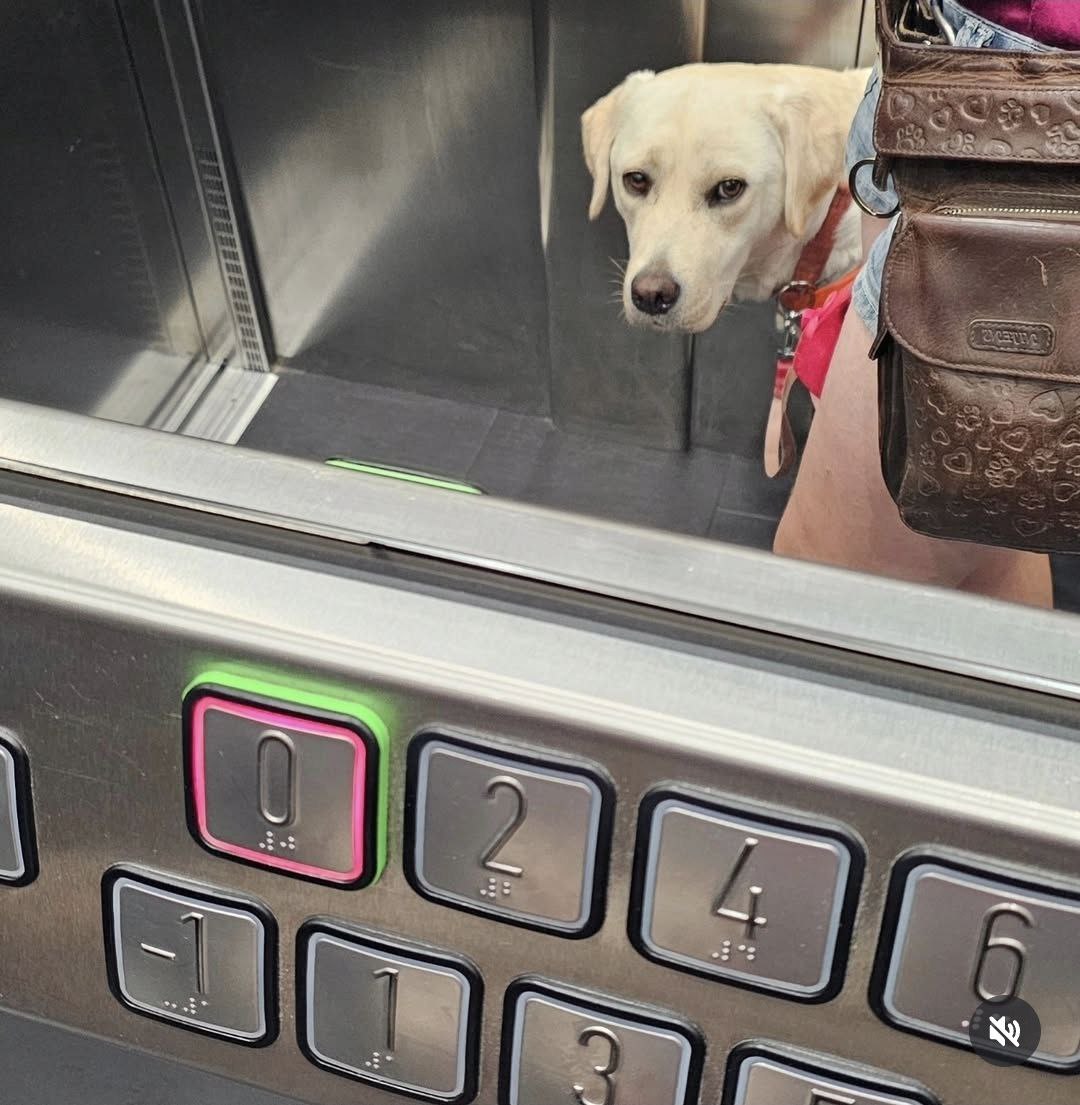 vorne Knöpfe eines Fahrstuhls, im Spiegel ein gelber Labrador Kopf