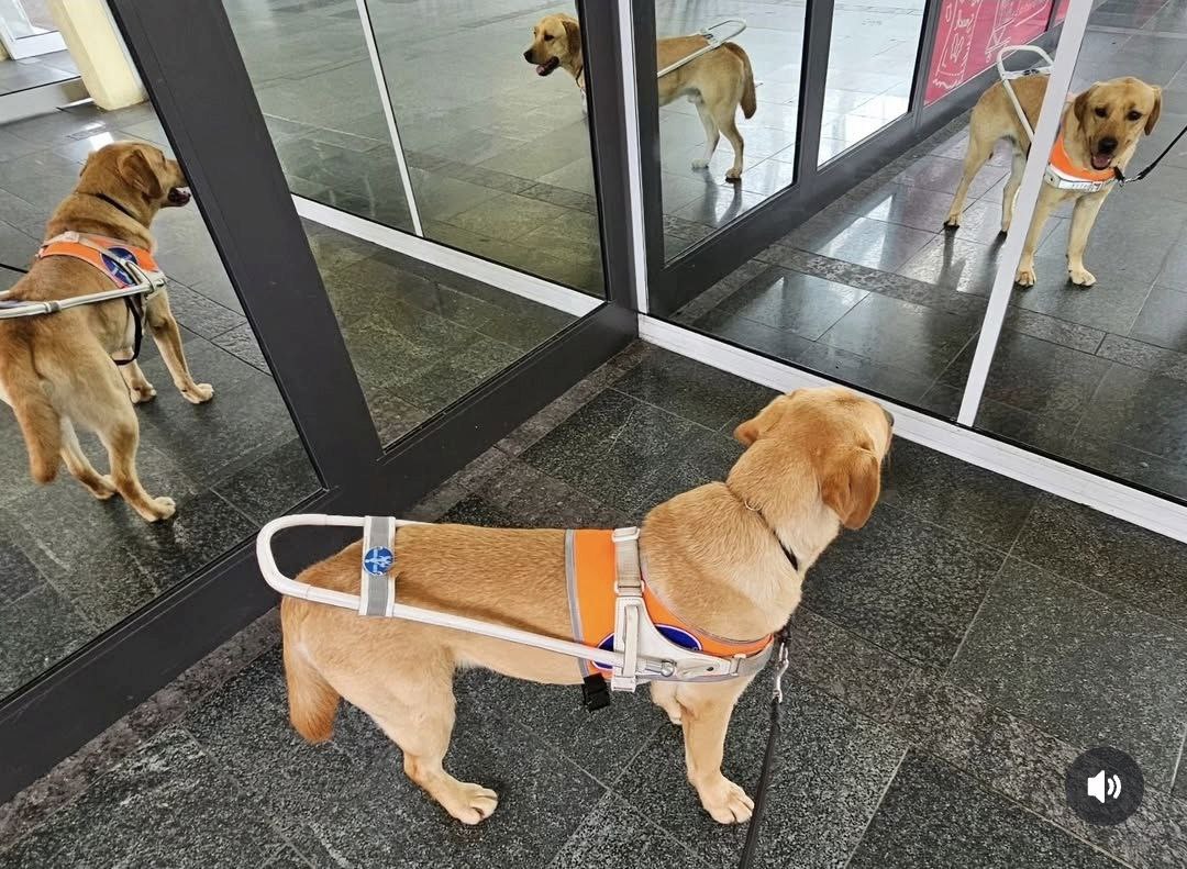 Führhund im Führgeschirr spiegelt sich 3 Mal in einem Spiegel