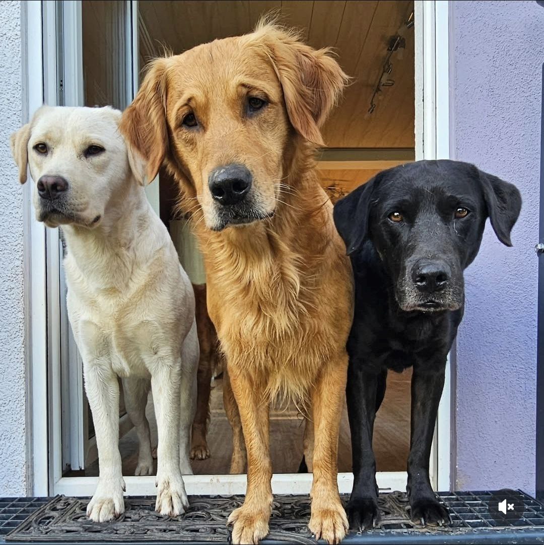 drei Hunde stehen nebeneinander und schauen aus der Tür
