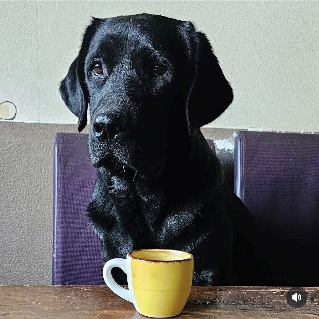 schwarzer Labrador sitzt am Tisch mit gelber Espressotasse