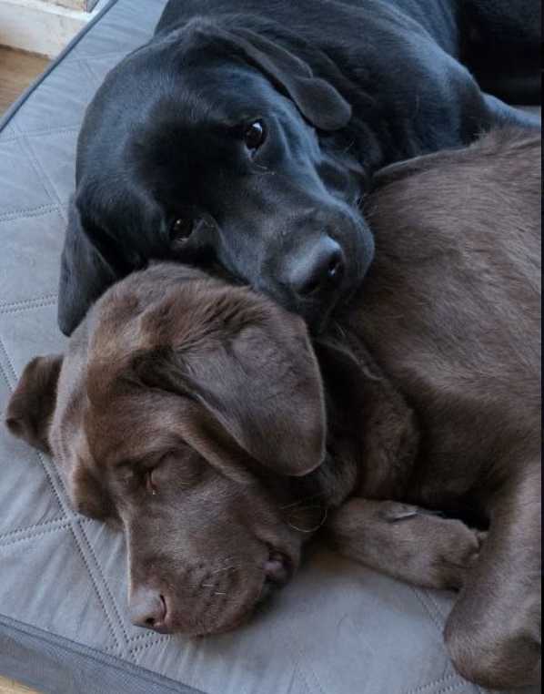 ein schwarzer Labrador liegt und kuschelt mit und auf einem braunen Labrador